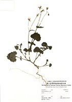 藏品(紫背草)的圖片